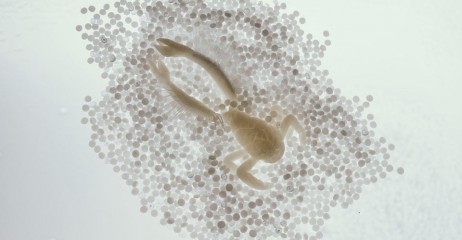 »crabb«