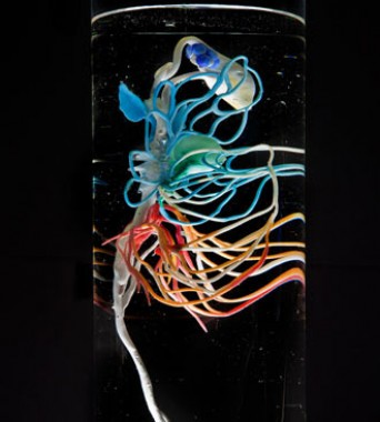 »P-plastoceptor«: Organ zum Aufspüren von Kunststoffen | <i>organ for sensing plastics</i>