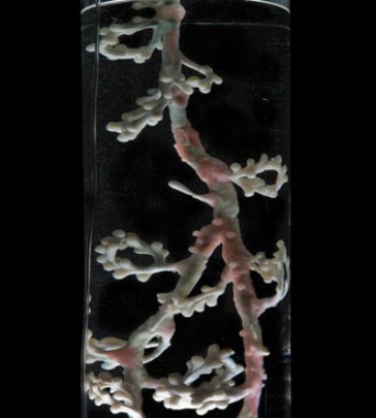 »Stomaximus«: Verdauungsorgan der Plastivoren | <i>digestive organ for the plastivore</i>