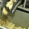 Vom Fließband in den Tod – aussortierte »Eintagsküken« ©Foto: PETA/Karremann