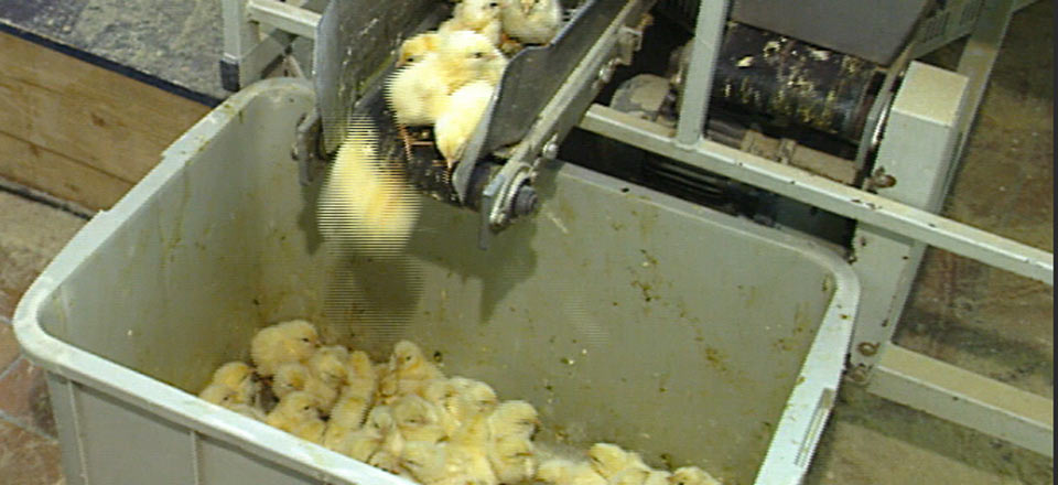 RSTKLTR-2001-Kuecken-sexen-Standbild6-c-Karremann-PETA-D Vom Fließband in den Tod – aussortierte »Eintagsküken« ©Foto: PETA/Karremann