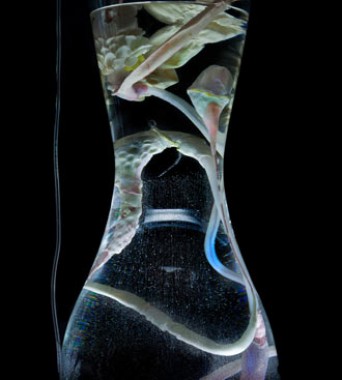 »petrogestativesystem«: Verdauungssystem für die Kunststoff-Metabolisierung | <i>digestiv system for metabolizing plastic</i>